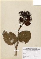 藏品(毛魚臭木)的圖片